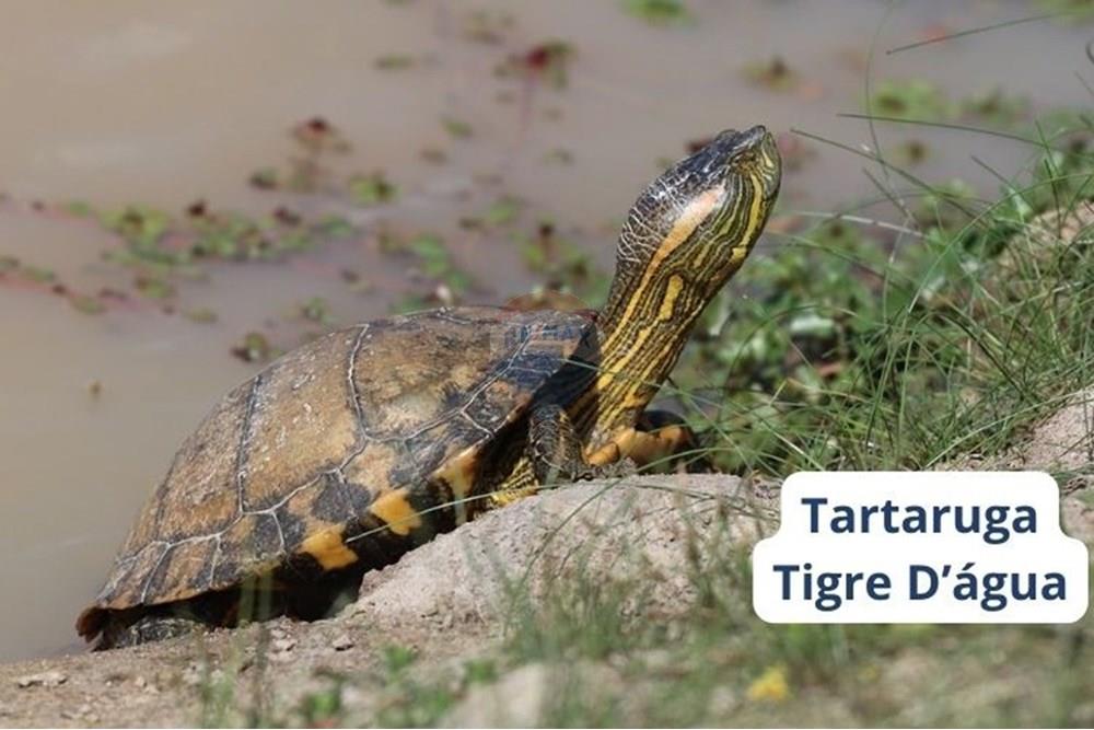 Terreno - Venda - Viamão , Rio Grande do Sul - Tartaruga-tigre-d-agua.jpg - 612541026-6