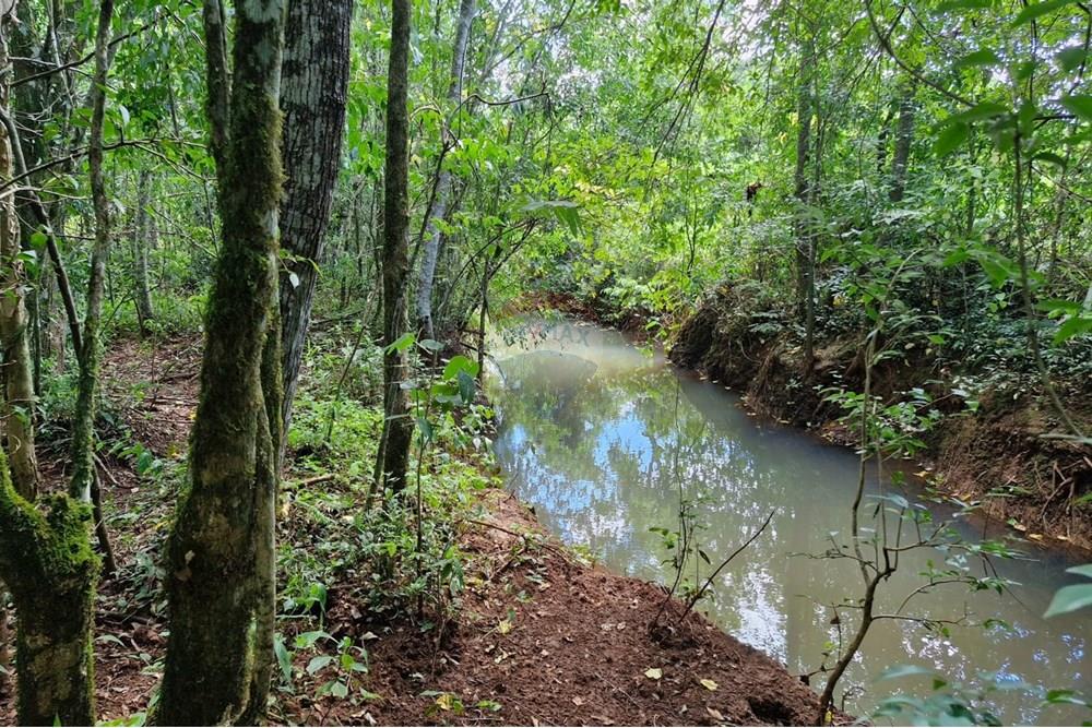 Chácara / Sítio / Fazenda - Venda - Nonoai , Rio Grande do Sul - IMG-20250107-WA0093.jpg - 610231004-83