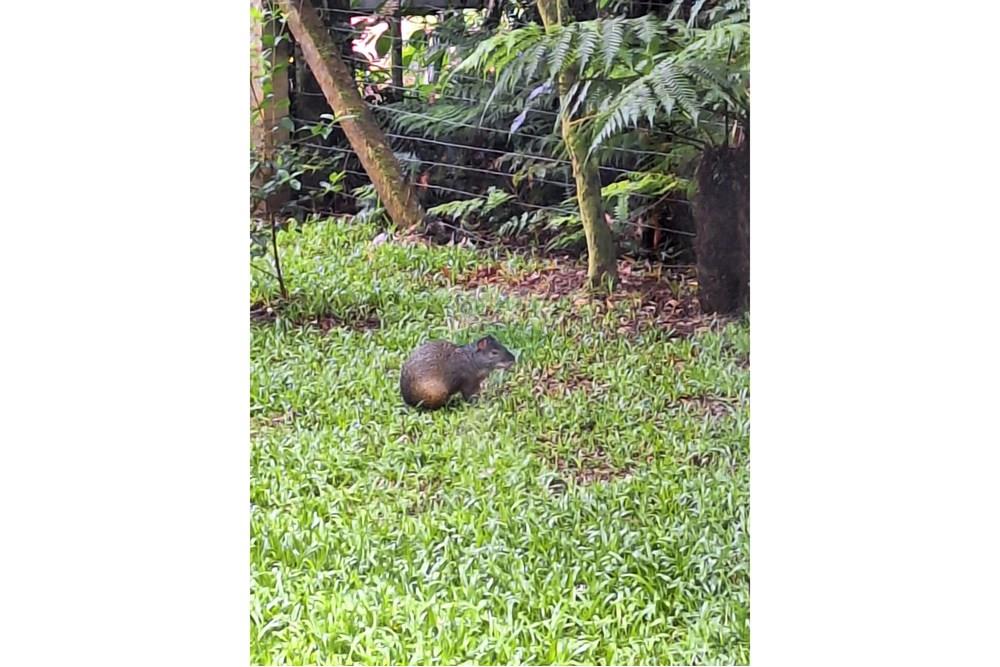 Terreno - Venda - São Francisco de Paula , Rio Grande do Sul - PHOTO-2025-10-27-20-19-55.jpg - 610131051-11