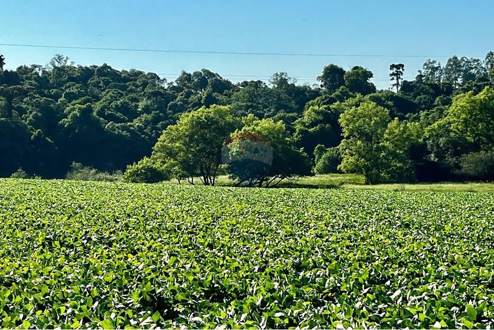 Chácara / Sítio / Fazenda - Venda - Não-Me-Toque , Rio Grande do Sul - WhatsApp Image 2025-01-20 at 20.20.05.jpeg - 610271058-70