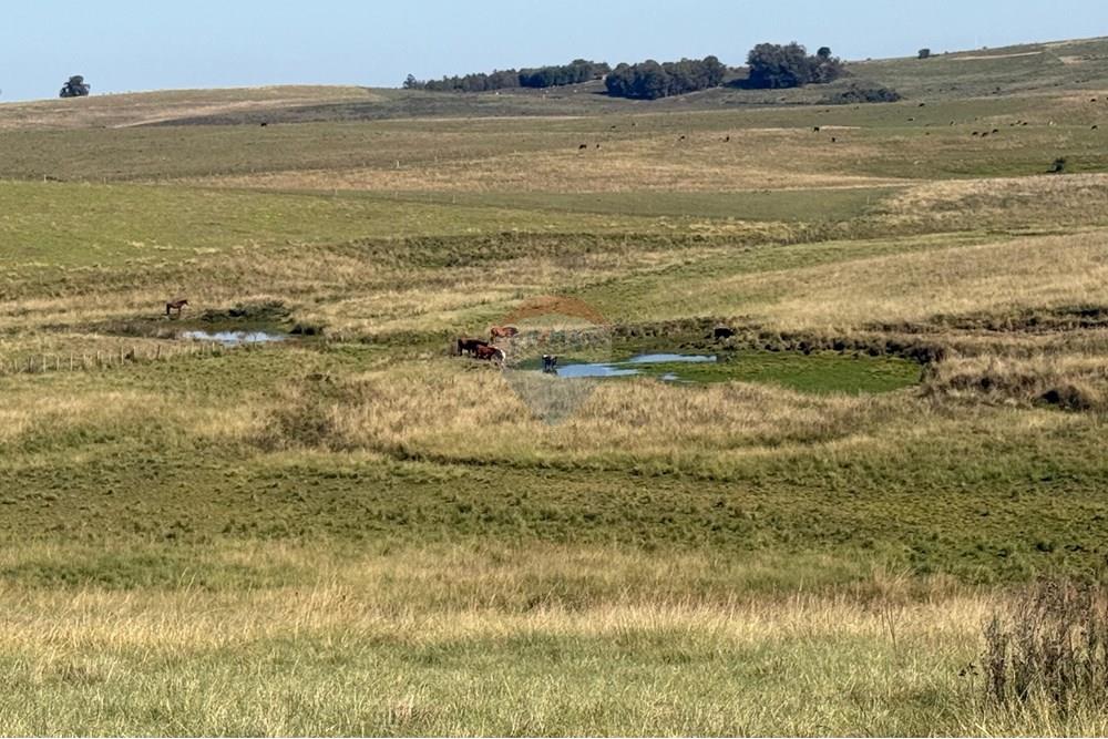 Chácara / Sítio / Fazenda - Venda - São Gabriel , Rio Grande do Sul - Imagem do WhatsApp de 2025-06-27 à(s) 23.50.22_23473133.jpg - 612631046-8