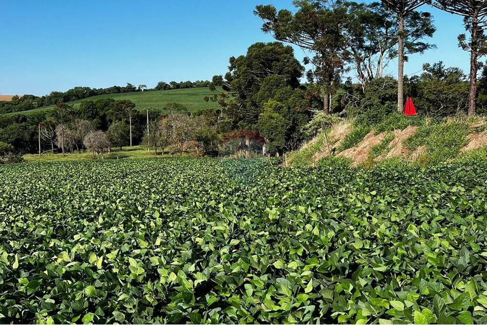 Chácara / Sítio / Fazenda - Venda - Não-Me-Toque , Rio Grande do Sul - WhatsApp Image 2025-01-20 at 20.20.10.jpeg - 610271058-70