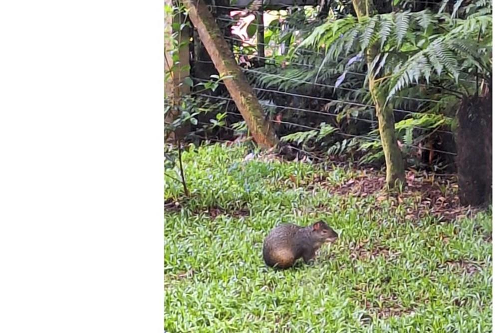 Casa - Venda - São Francisco de Paula , Rio Grande do Sul - PHOTO-2025-10-27-20-19-55.jpg - 610131051-6