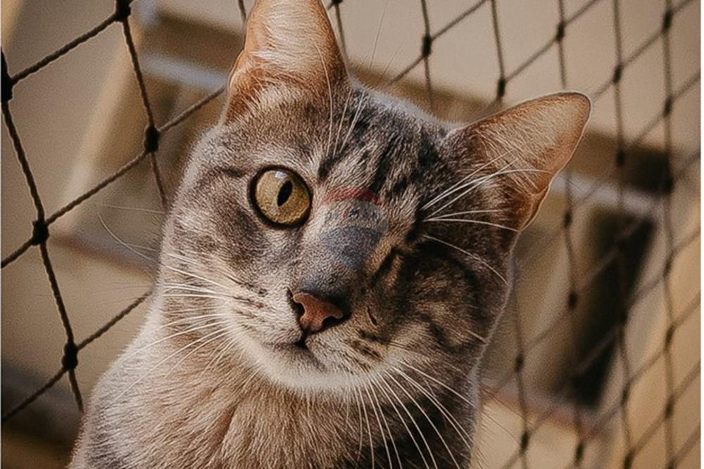 Apartamento - Venda - Porto Alegre , Rio Grande do Sul - IMG_7774.jpg - 612481023-86