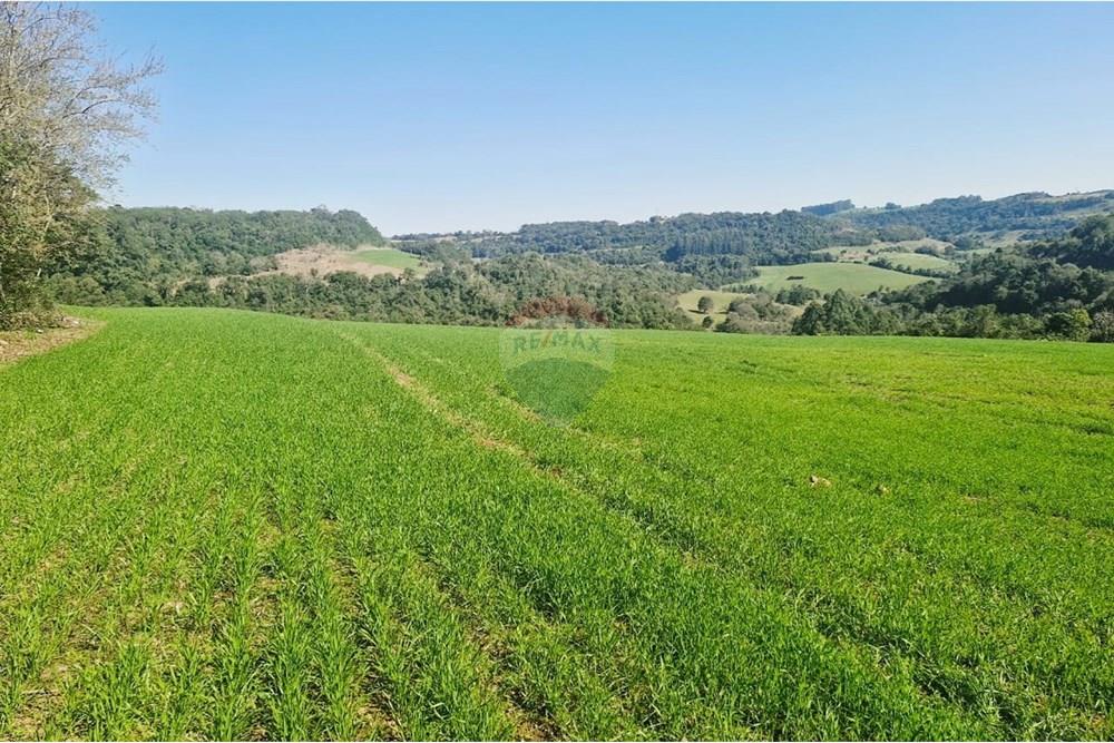 Chácara / Sítio / Fazenda - Venda - Trindade do Sul , Rio Grande do Sul - IMG-20250814-WA0081.jpg - 610231004-94