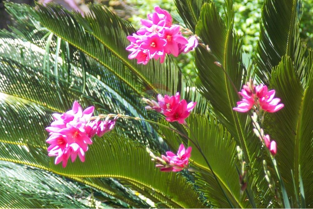 Casa - Venda - Flores da Cunha , Rio Grande do Sul - 8 casa.jpg - 610301006-63