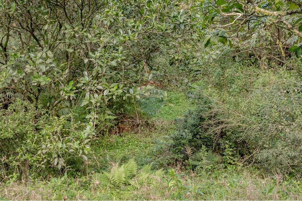 Terreno - Venda - Porto Alegre , Rio Grande do Sul - Fundo 2.jpg - 612521076-4