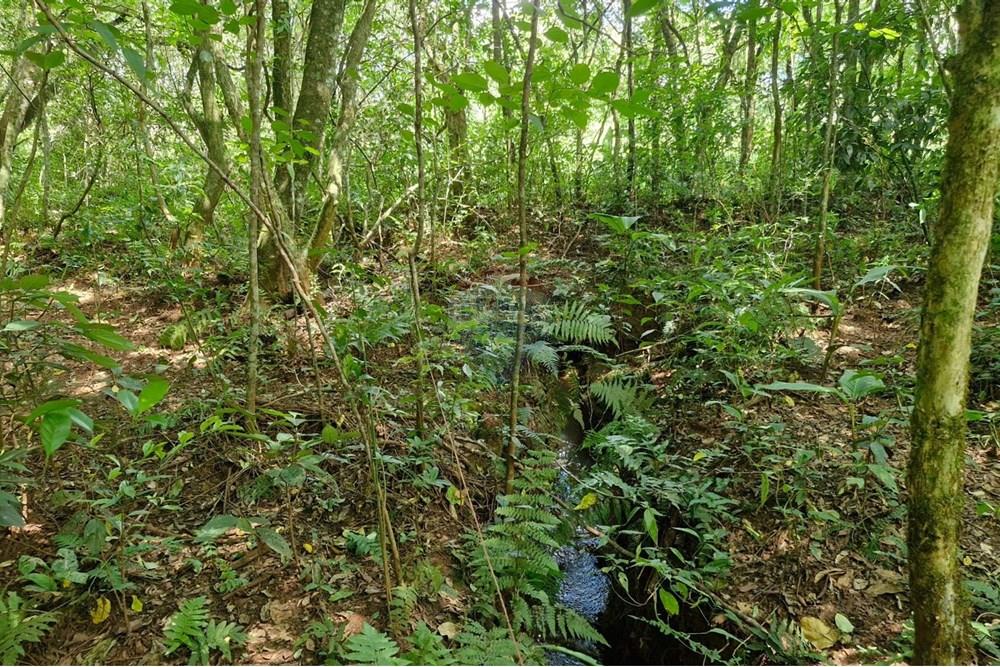 Chácara / Sítio / Fazenda - Venda - Nonoai , Rio Grande do Sul - IMG-20250107-WA0095.jpg - 610231004-83