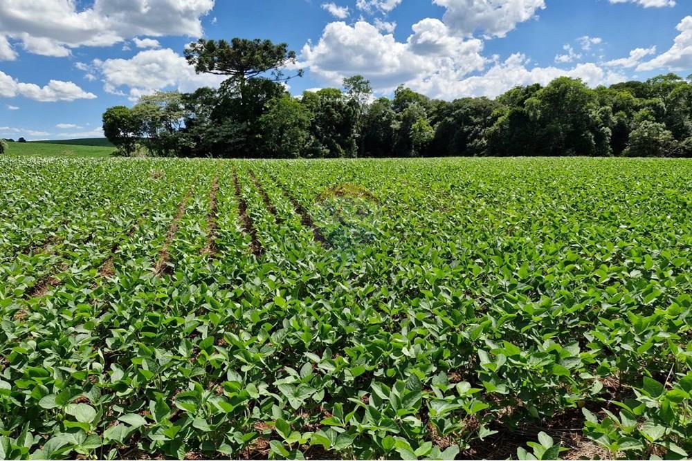 Chácara / Sítio / Fazenda - Venda - Nonoai , Rio Grande do Sul - IMG-20250107-WA0086.jpg - 610231004-83