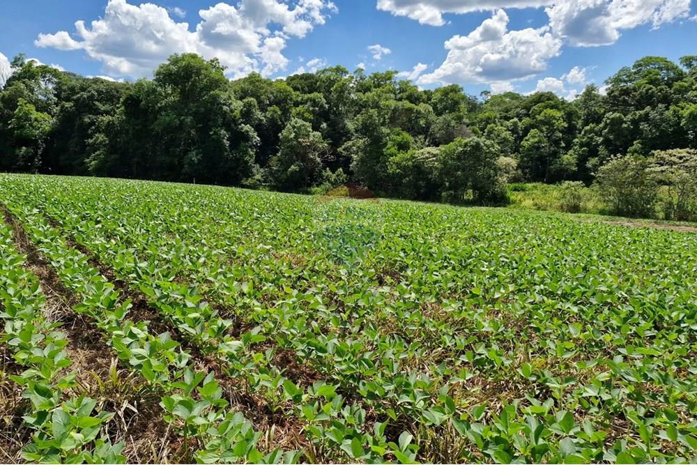 Chácara / Sítio / Fazenda - Venda - Nonoai , Rio Grande do Sul - IMG-20250107-WA0084.jpg - 610231004-83