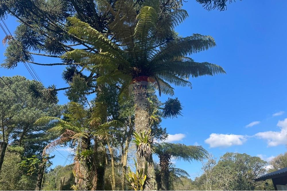 Casa - Venda - São Francisco de Paula , Rio Grande do Sul - 13b85021-059f-4454-9aa7-fc4ca71dc8f5.JPG - 610131051-1