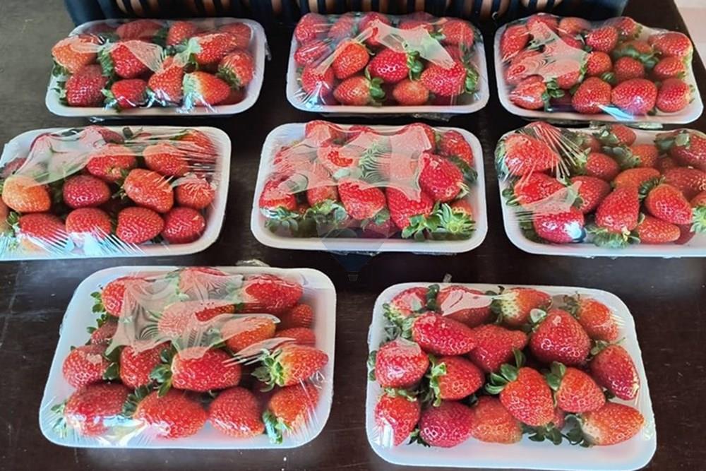 Chácara / Sítio / Fazenda - Venda - Santa Maria do Herval , Rio Grande do Sul - WhatsApp Image 2025-09-15 at 09.14.18 (3).jpeg - 610131005-41