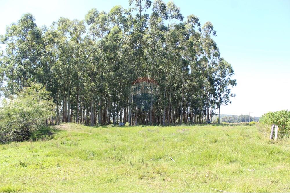 Casa de Campo - Venda - Santo Antônio da Patrulha , Rio Grande do Sul - IMG_3282.JPG - 610161090-7