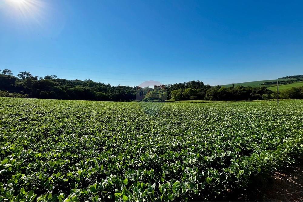 Chácara / Sítio / Fazenda - Venda - Não-Me-Toque , Rio Grande do Sul - WhatsApp Image 2025-01-20 at 20.18.20.jpeg - 610271058-70