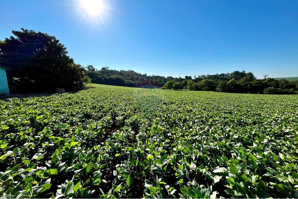 Chácara / Sítio / Fazenda - Venda - Não-Me-Toque , Rio Grande do Sul - WhatsApp Image 2025-01-20 at 20.20.11.jpeg - 610271058-70