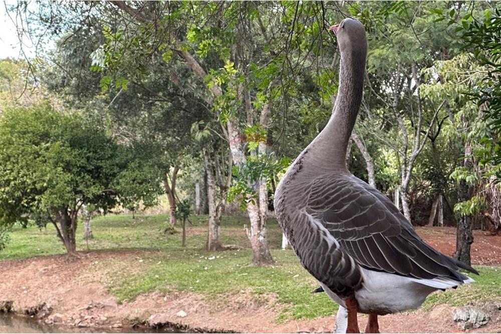 Chácara / Sítio / Fazenda - Venda - Gramado dos Loureiros , Rio Grande do Sul - WhatsApp Image 2025-04-21 at 11.03.22.jpeg - 610231001-195