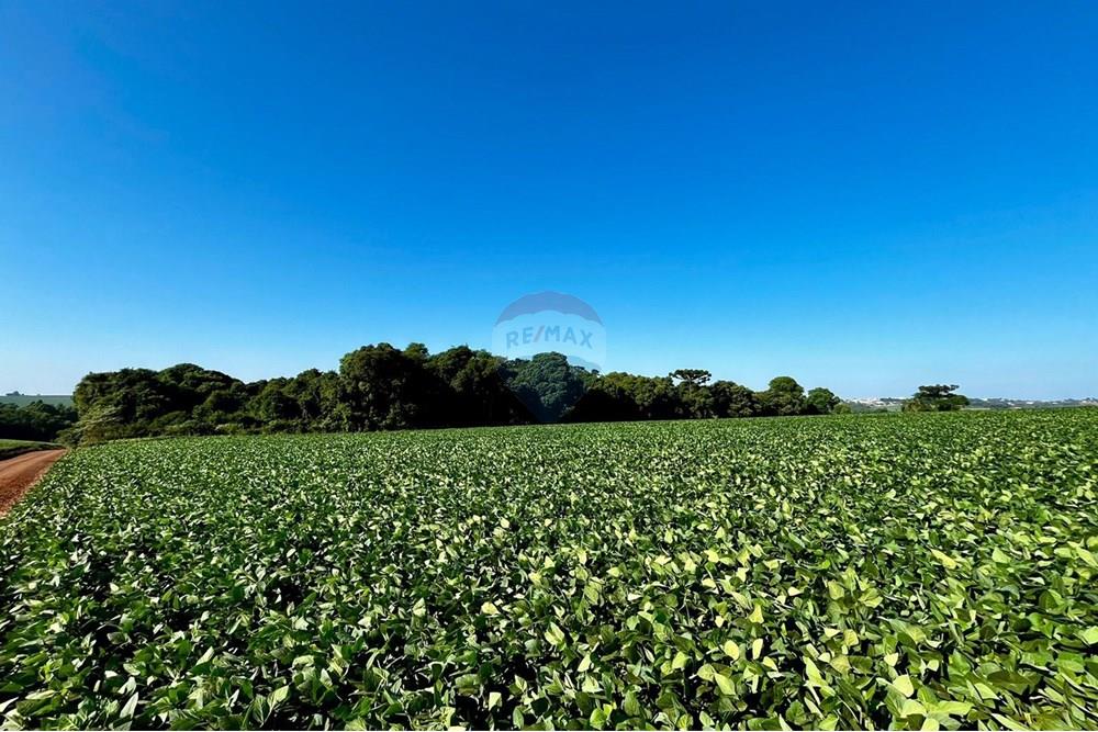 Chácara / Sítio / Fazenda - Venda - Não-Me-Toque , Rio Grande do Sul - WhatsApp Image 2025-01-20 at 20.18.03.jpeg - 610271058-70