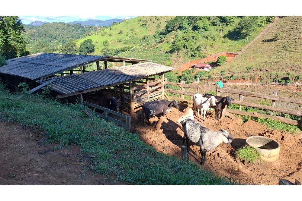 Chácara / Sítio / Fazenda - Venda - Afonso Cláudio , Espírito Santo - WhatsApp Image 2025-02-07 at 17.16.15 (2).jpeg - 620171039-31