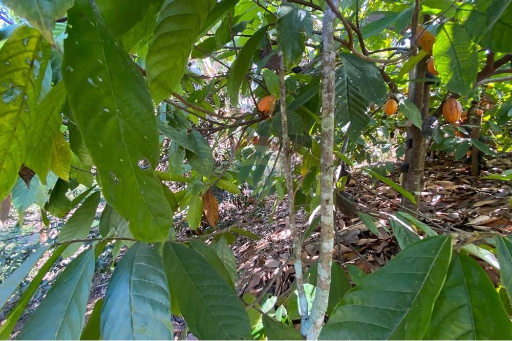 Chácara / Sítio / Fazenda - Venda - Alegre , Espírito Santo - WhatsApp Image 2025-08-15 at 16.18.06 (3).jpeg - 620251001-49