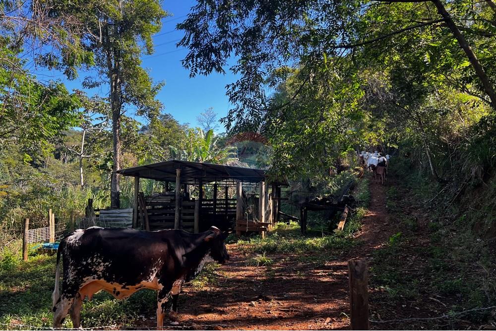 Chácara / Sítio / Fazenda - Venda - Viana , Espírito Santo - IMG_4720.jpg - 620101031-17