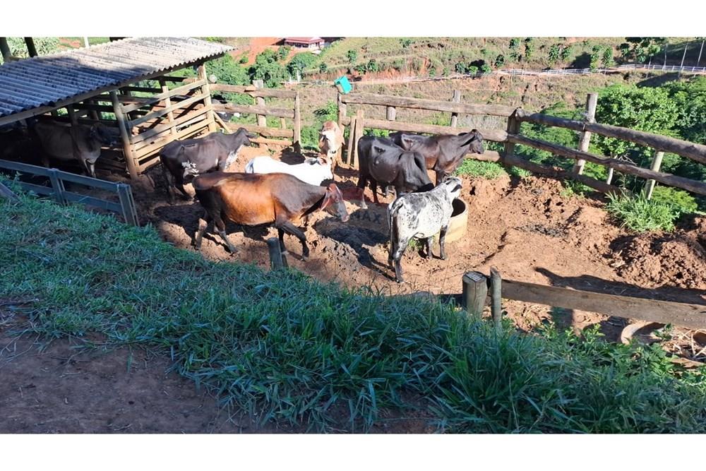 Chácara / Sítio / Fazenda - Venda - Afonso Cláudio , Espírito Santo - WhatsApp Image 2025-02-07 at 17.16.15 (1).jpeg - 620171039-31