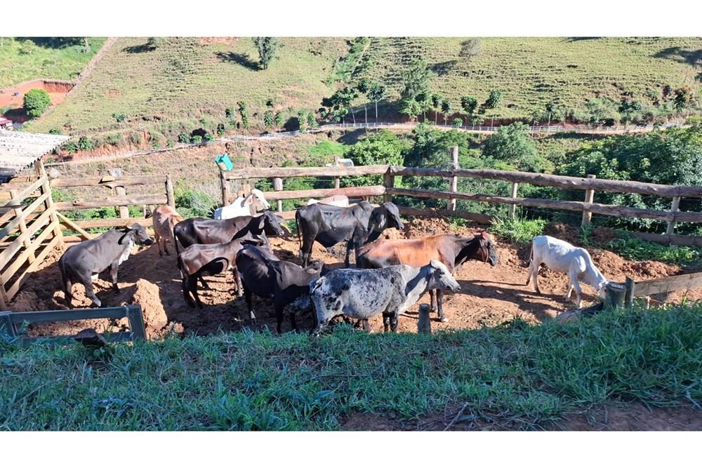 Chácara / Sítio / Fazenda - Venda - Afonso Cláudio , Espírito Santo - WhatsApp Image 2025-02-07 at 17.16.14 (3).jpeg - 620171039-31