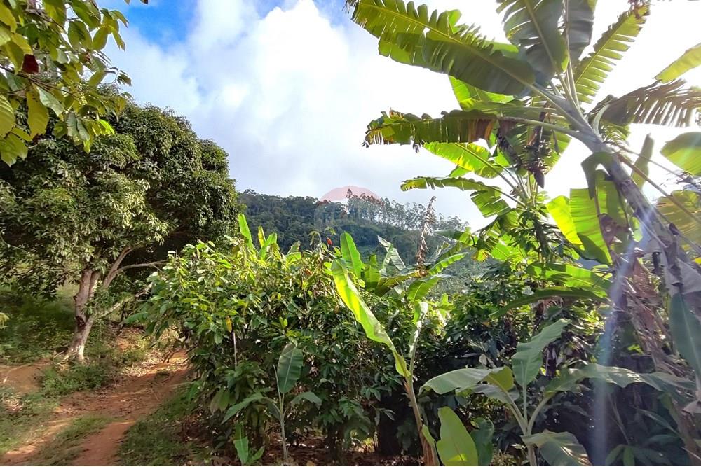 Chácara / Sítio / Fazenda - Venda - Iconha , Espírito Santo - 1751471375675.jpg - 620201020-13