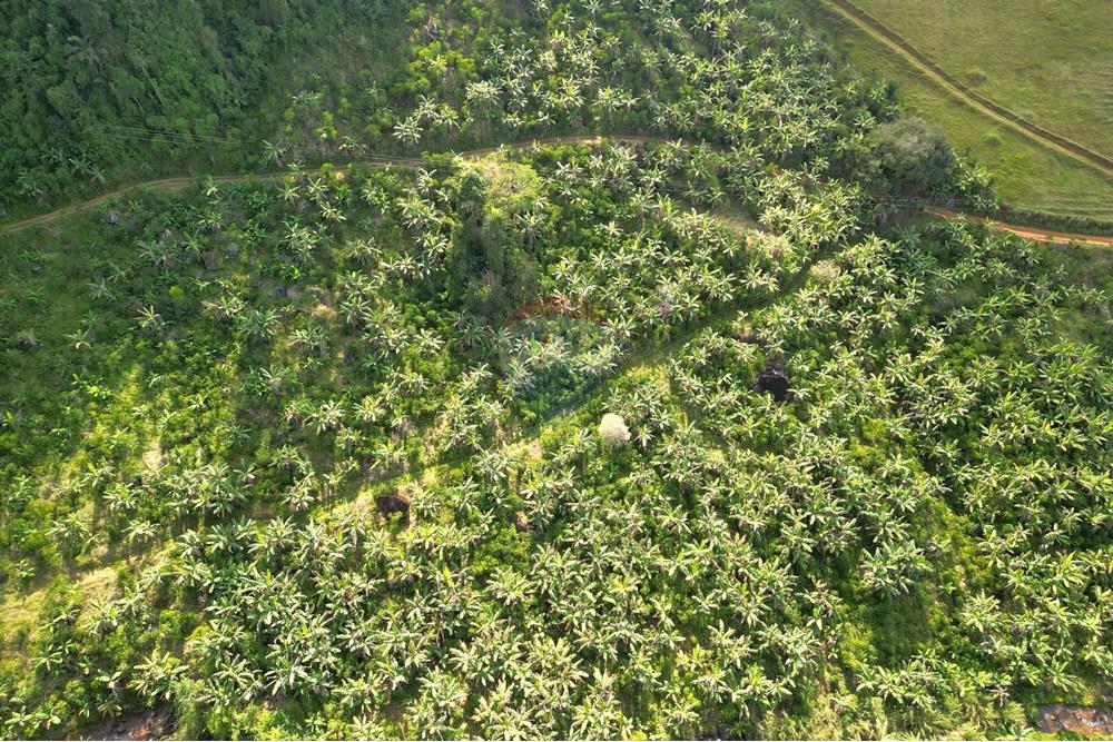 Chácara / Sítio / Fazenda - Venda - Iconha , Espírito Santo - DJI_0516.JPG - 620201020-13