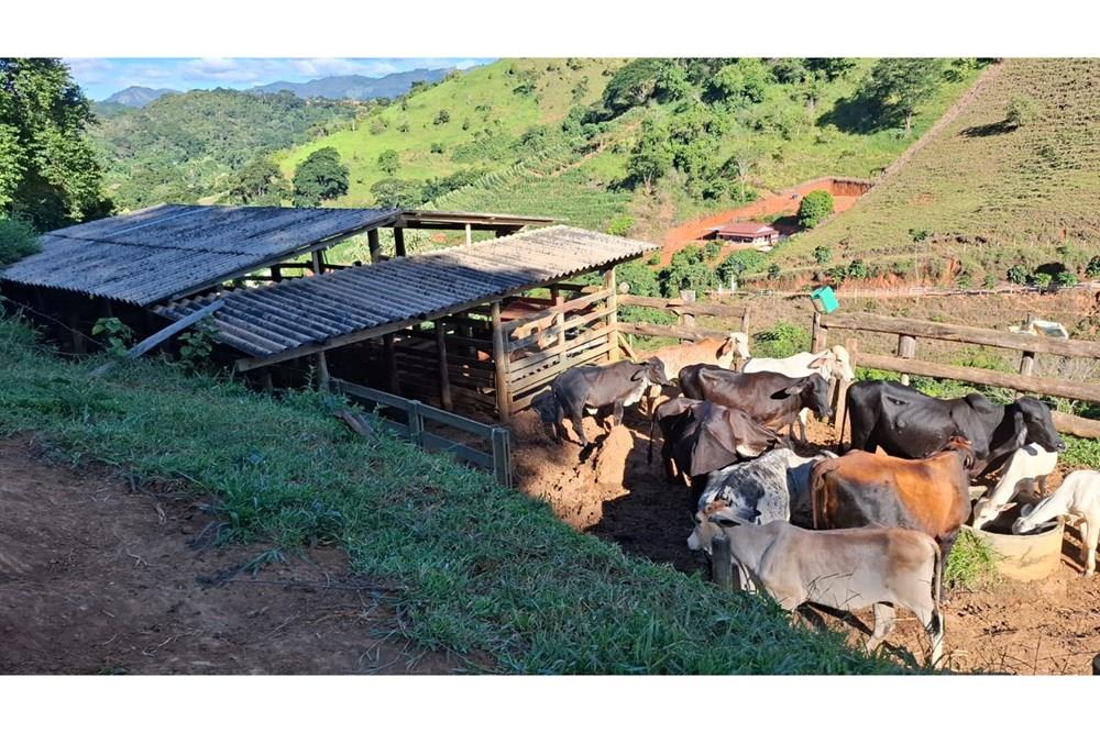 Chácara / Sítio / Fazenda - Venda - Afonso Cláudio , Espírito Santo - WhatsApp Image 2025-02-07 at 17.16.14 (4).jpeg - 620171039-31