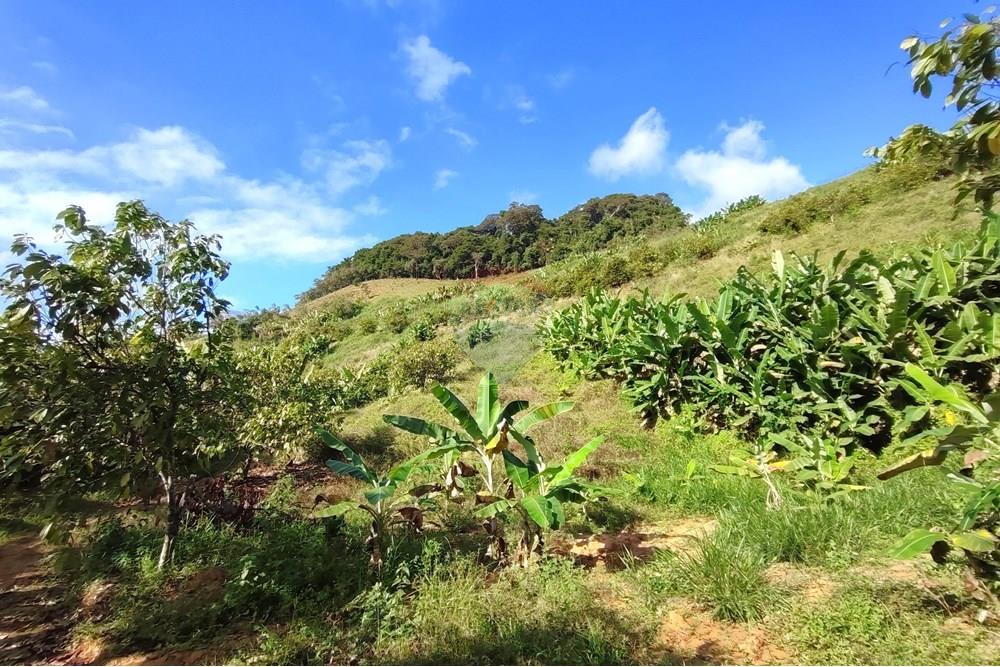 Chácara / Sítio / Fazenda - Venda - Iconha , Espírito Santo - 1751471375556.jpg - 620201020-13