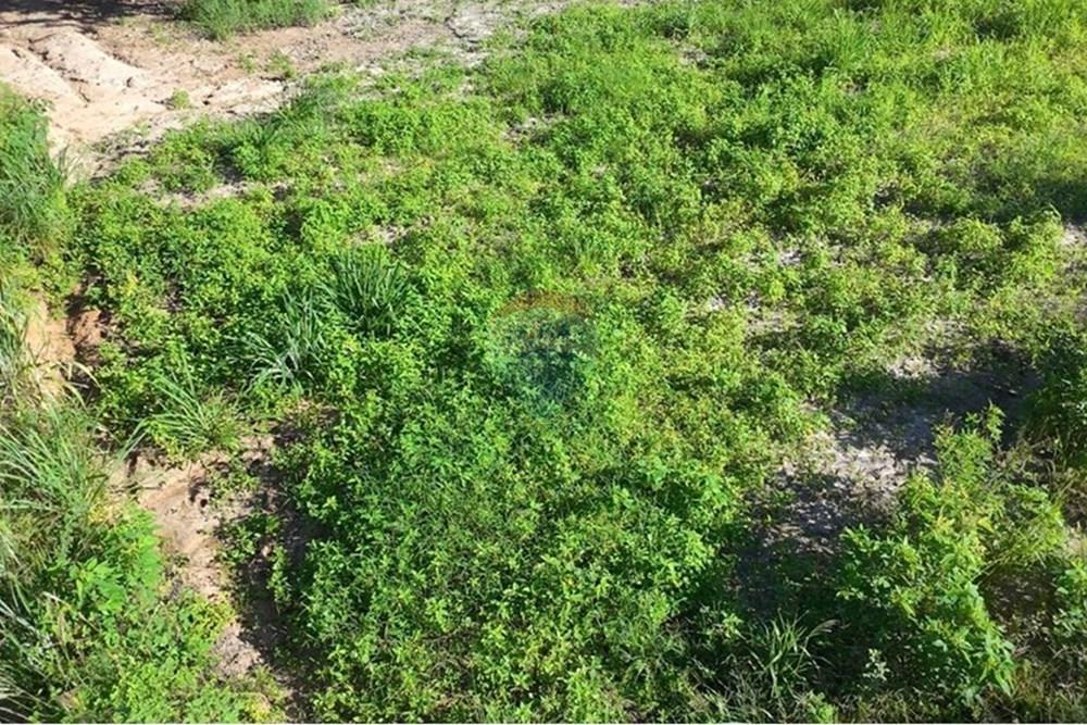 Chácara / Sítio / Fazenda - Venda - Anchieta , Espírito Santo - Imagem do WhatsApp de 2025-09-05 à(s) 16.04.05_f8345ca4.jpg - 620181007-51