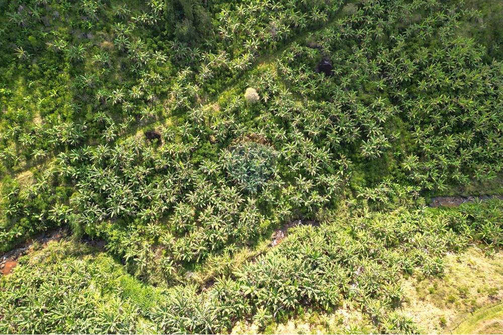 Chácara / Sítio / Fazenda - Venda - Iconha , Espírito Santo - DJI_0519.JPG - 620201020-13