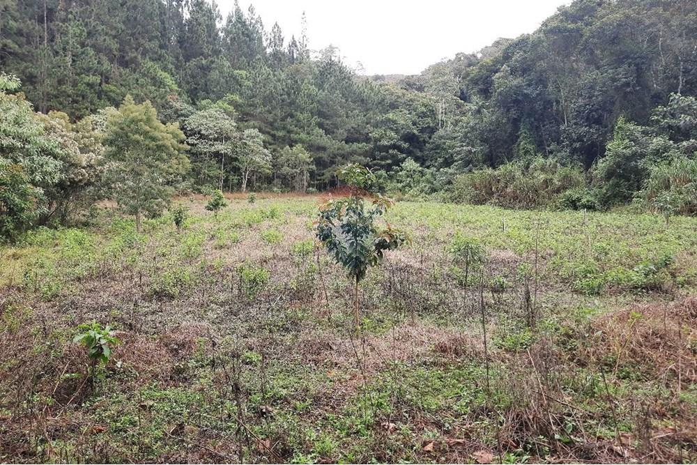 Terreno - Venda - Domingos Martins , Espírito Santo - WhatsApp Image 2025-06-05 at 11.09.42 (2).jpeg - 620171060-3