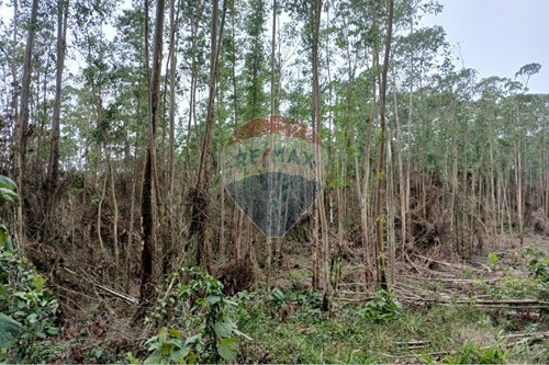 Venda-Terreno-Estr. Municipal Quatinga , 00  - Quatinga , Mogi das Cruzes , São Paulo , 08769000-631541002-10