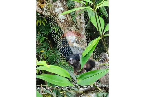 Slider Image Thumbnail