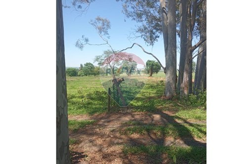 Venda-Chácara / Sítio / Fazenda-Centro , Valentim Gentil , São Paulo , 15520000-630541001-19