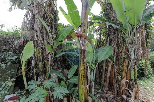 Slider Image Thumbnail