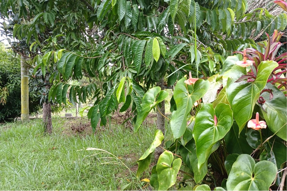 Chácara, 3 quartos, 1533 m² - Foto 41