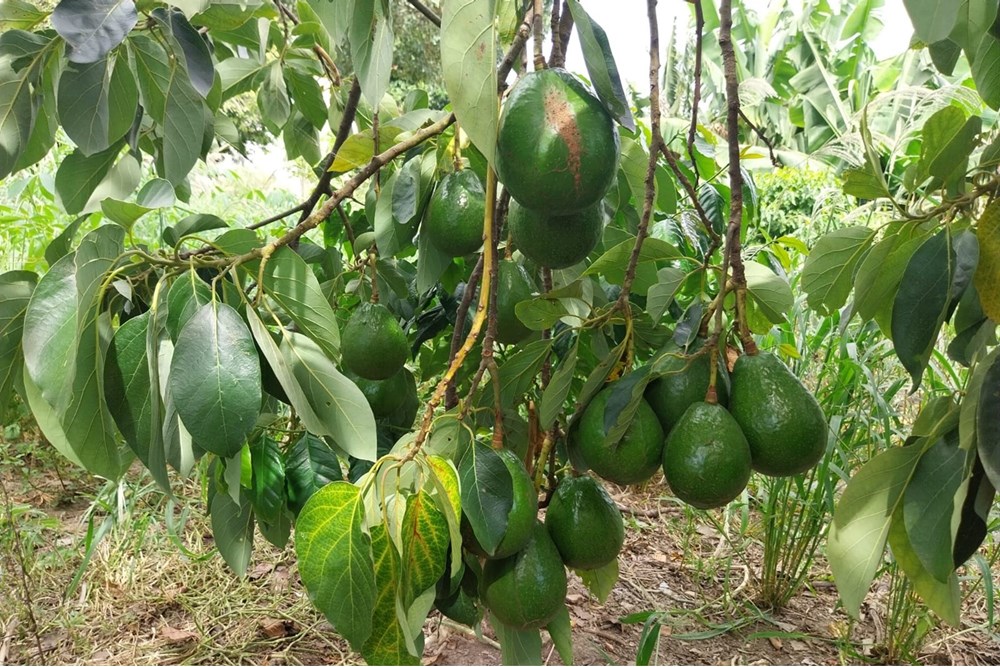 Chácara, 5 quartos, 938 m² - Foto 16