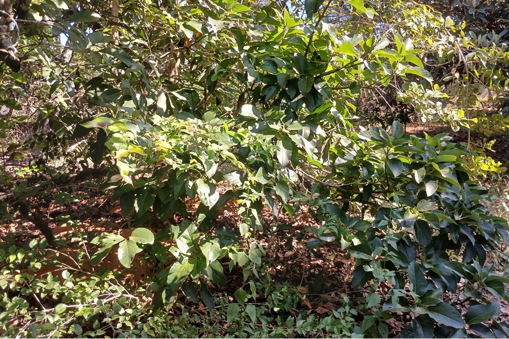 Terreno, 1400 m² - Foto 8