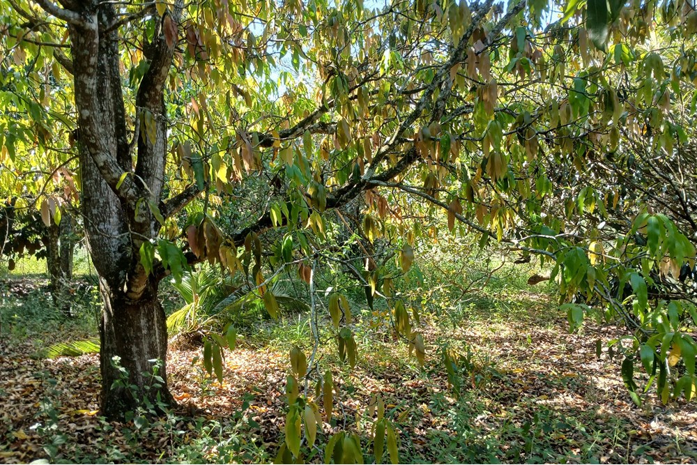 Terreno, 1400 m² - Foto 19