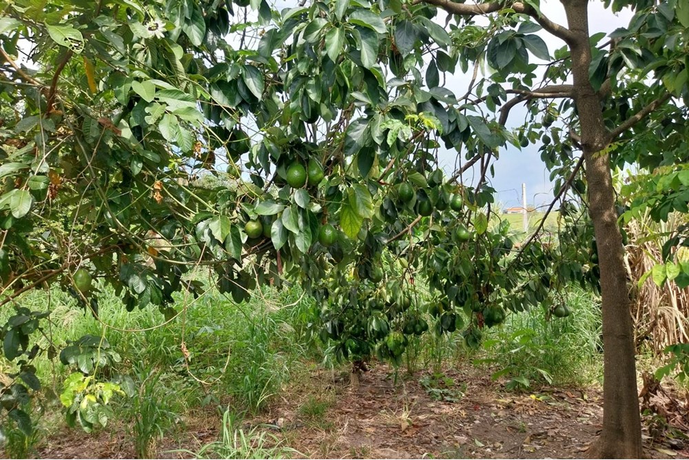 Chácara, 5 quartos, 938 m² - Foto 15