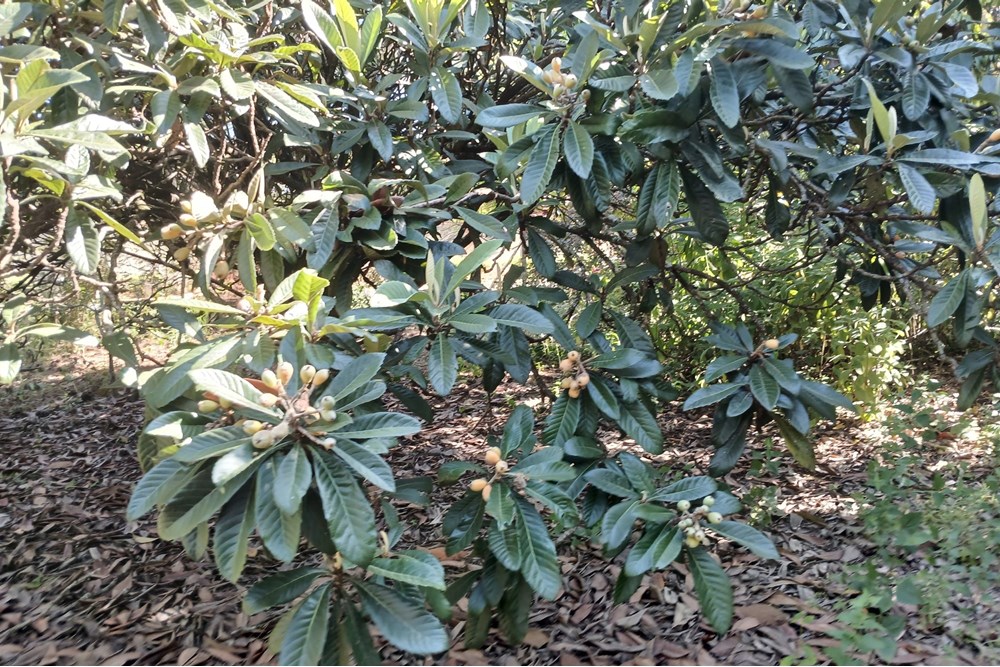 Terreno, 1400 m² - Foto 17