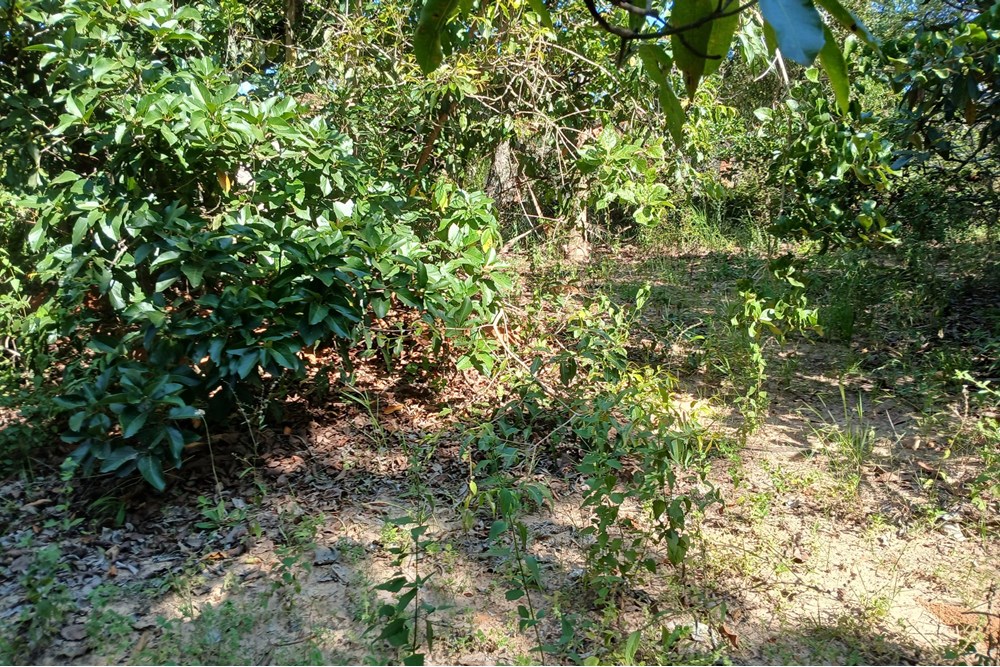 Terreno, 1400 m² - Foto 4