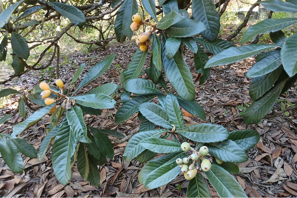 Terreno, 1400 m² - Foto 14