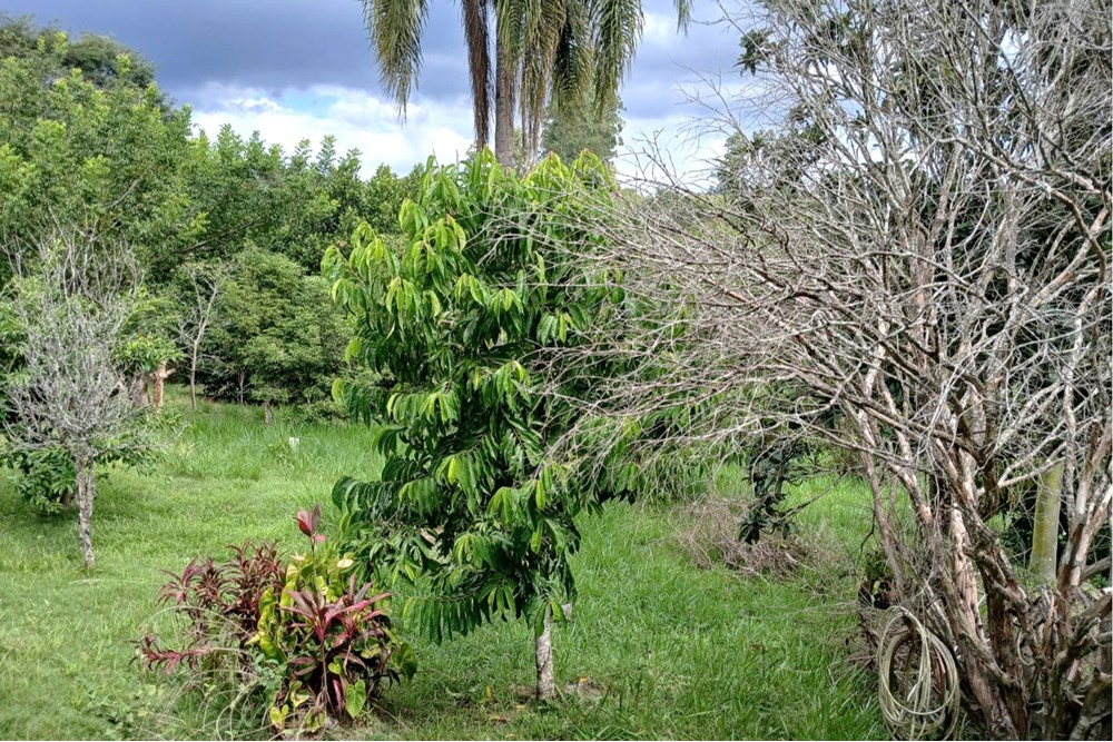 Chácara, 3 quartos, 1533 m² - Foto 43