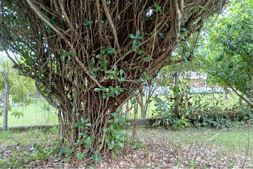 Chácara, 3 quartos, 1533 m² - Foto 40