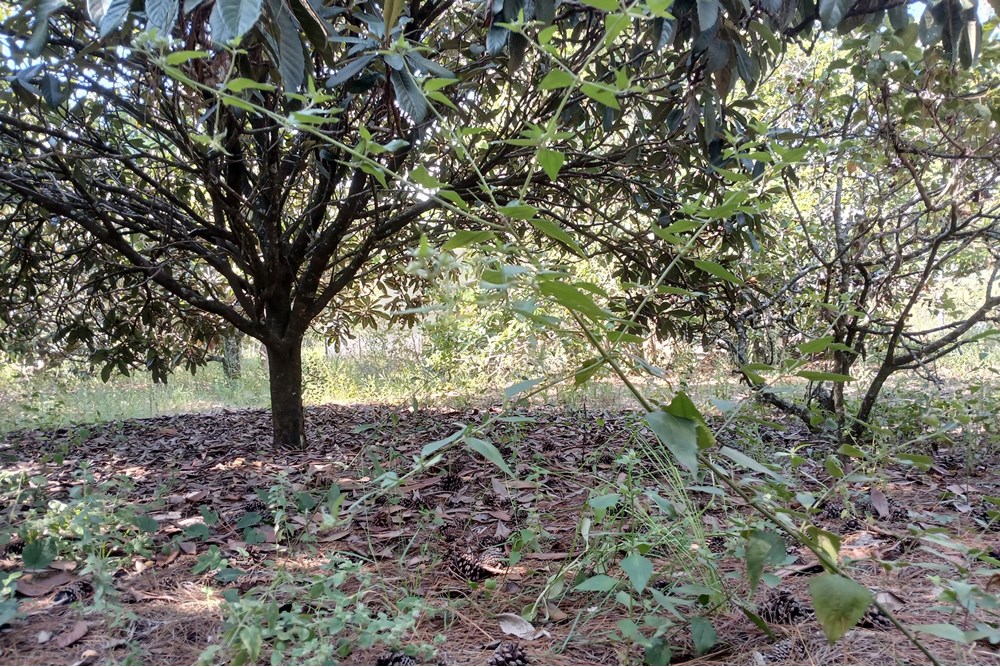 Terreno, 1400 m² - Foto 11