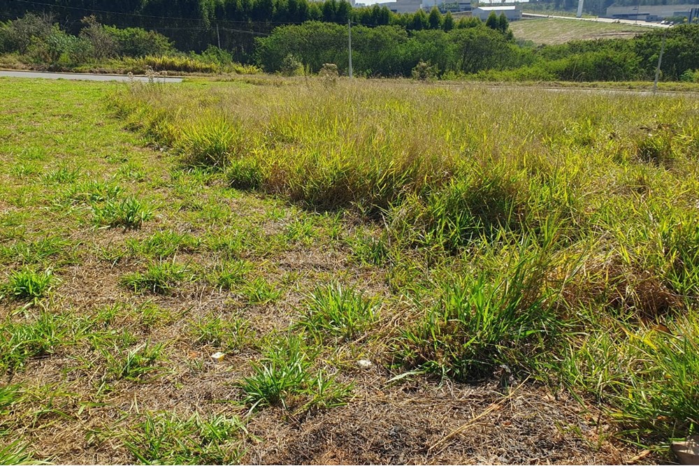 Terreno, 250 m² - Foto 3