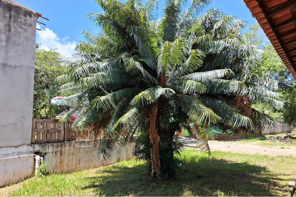 Chácara, 2 quartos, 1490 m² - Foto 4